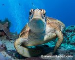 © copyright by Mike Ball Dive Expeditions