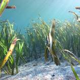 © copyright by Bilikiki