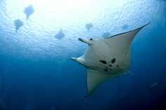 © copyright by Tanya G Burnett for Bilikiki