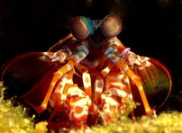 © copyright by Bilikiki