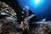 © copyright by Palau Visitor Authority