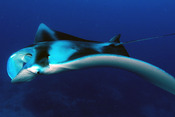 © copyright by Palau Visitor Authority