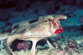 © copyright by Undersea Hunter Group