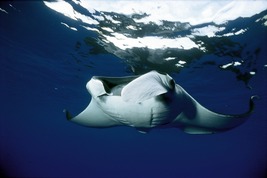 © copyright by Undersea Hunter Group