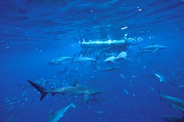 © copyright by Undersea Hunter Group