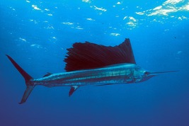 © copyright by Undersea Hunter Group