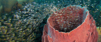 © copyright by Wakatobi