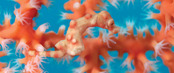 © copyright by Wakatobi
