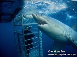 © copyright by Andrew Fox