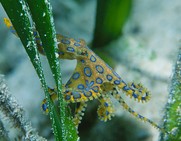 © copyright by Wakatobi / Doug Richardson