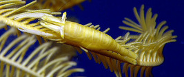 © copyright by Wakatobi