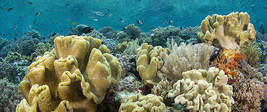 © copyright by Diversion Dive Travel