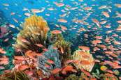 © copyright by Wakatobi