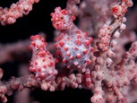 © copyright by Wakatobi / Richard Smith