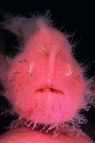 © copyright by Eco Divers