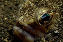 © copyright by Eco Divers