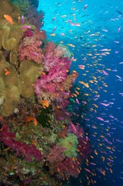 © copyright by Ra Divers