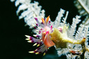 © copyright by Sea Explorers