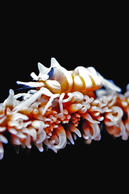 © copyright by Sea Explorers