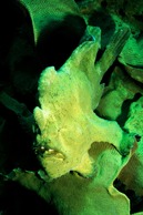 © copyright by Sea Explorers