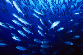 © copyright by Sea Explorers
