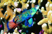 © copyright by Sea Explorers