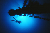 © copyright by Sea Explorers