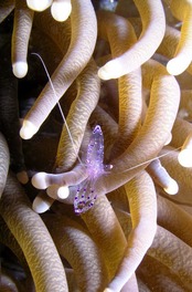 © copyright by Gangga Divers