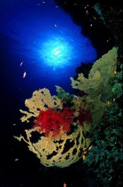 © copyright by Gangga Divers