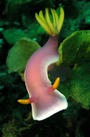 © copyright by Gangga Divers