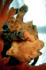 © copyright by Gangga Divers