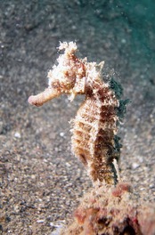 © copyright by Gangga Divers