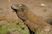 © copyright by Indo Aggressor