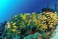 © copyright by Grand Komodo
