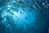 © copyright by Gangga Divers