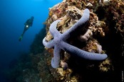 © copyright by Gangga Divers