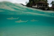 © copyright by Misool Eco Resort