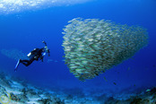 © copyright by Jones Shimlock for Misool Eco Resort