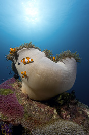 © copyright by Misool Eco Resort