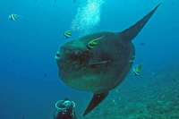 © copyright by Lembongan Diving Villa