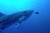 © copyright by Explorer Ventures