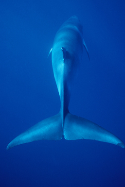 © copyright by Diversion Dive Travel