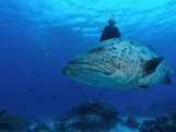 © copyright by D. Werner-Lutrop, Diversion Dive Travel