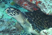 © copyright by Claudia  Lutrop, Diversion Dive Travel