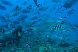 © copyright by Beqa Lagoon Resort