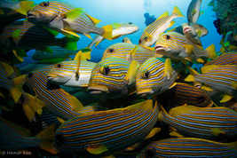 © copyright by Papua Diving