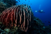 © copyright by Atlantis Resorts