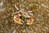 © copyright by Atlantis Resorts