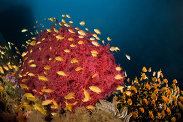 © copyright by Atlantis Resorts