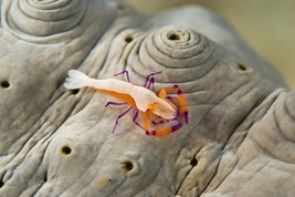 © copyright by Atlantis Resorts